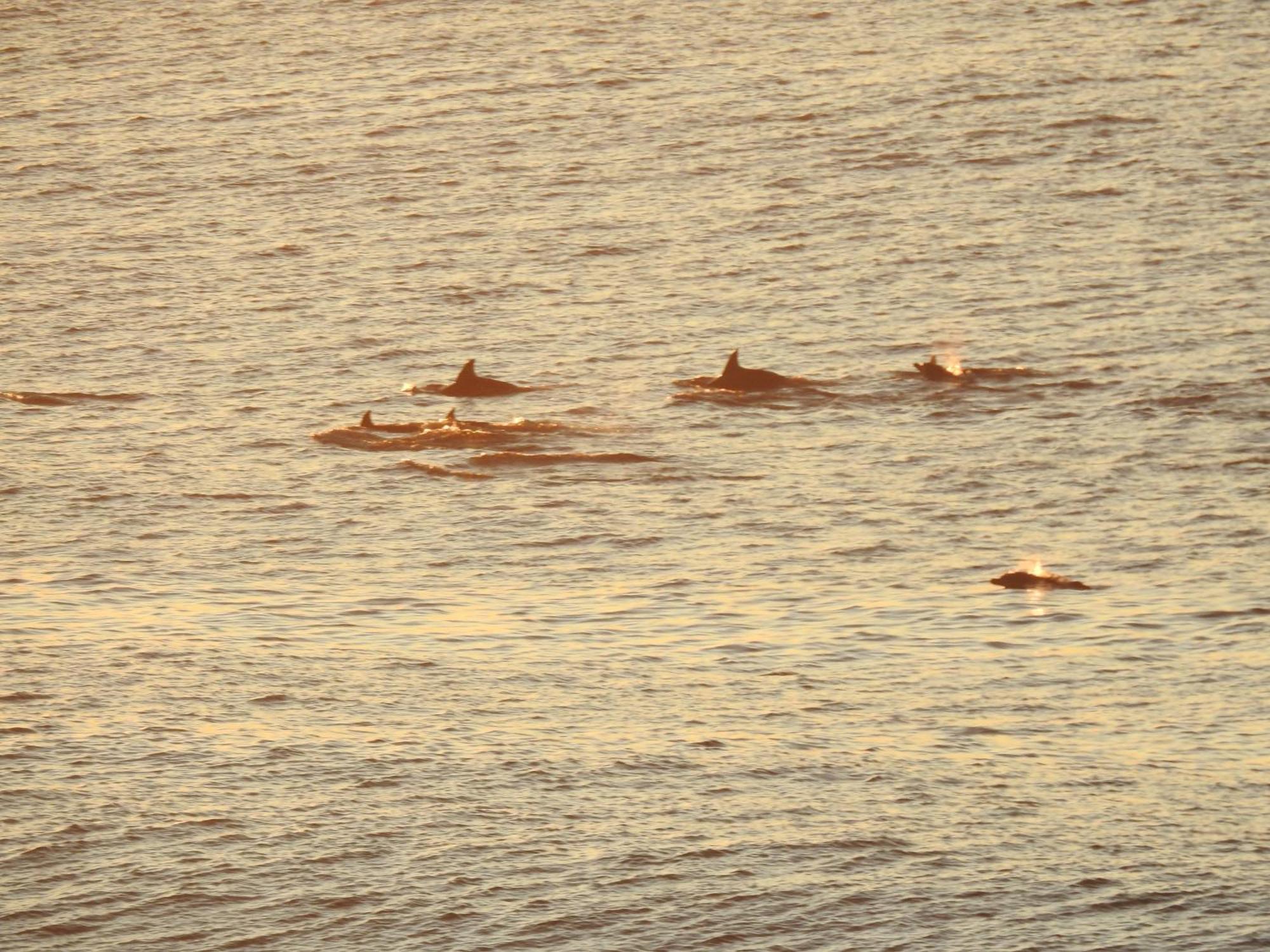 Surfstar At Mimosa Jeffreys Bay Διαμέρισμα Εξωτερικό φωτογραφία